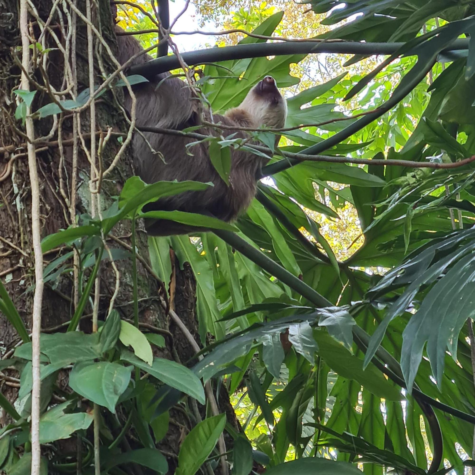 El Jardin De Playa Negra Villa Puerto Viejo de Talamanca Kültér fotó