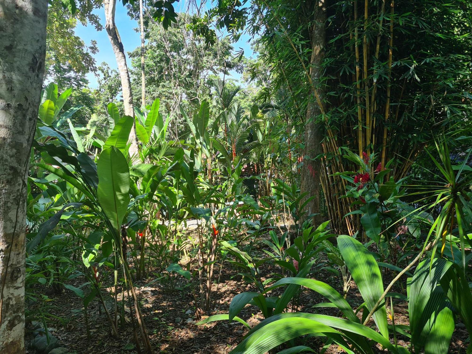 El Jardin De Playa Negra Villa Puerto Viejo de Talamanca Kültér fotó